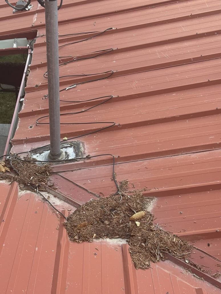 Photo 15 — Mast through a patch. Cables across the ribs into a dirty valley.